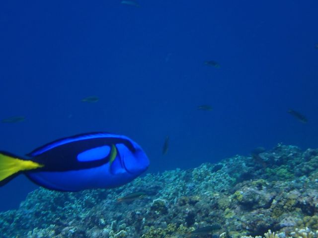 �_�C�r���OCRAB