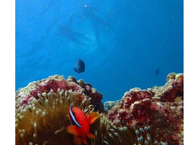 �n�}�N�}�m�~�ƈꏏ�Ɂ�_Divingshop Ryo