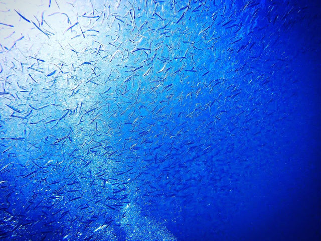 ���z�̌����Ƃ炷�C�̒�_Divingshop Ryo