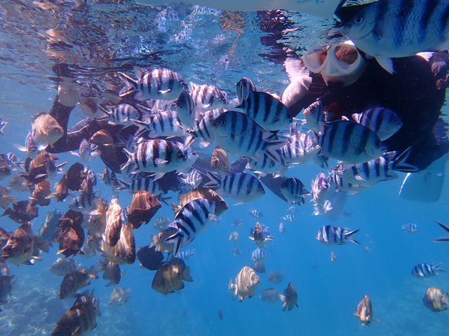 �l�����������������������قł͖��킦�Ȃ�������(^^)_Divingshop Ryo