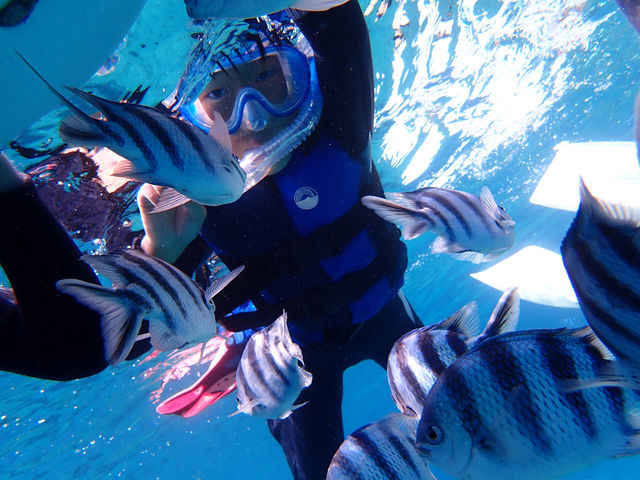 ���V���m�[�P���I�Ƃ��Ă����ɏo���܂����I�V���m�[�P����6�`7�΂���o����q�������ł��I���܂�3�΂ł��o����q�����܂�_Divingshop Ryo