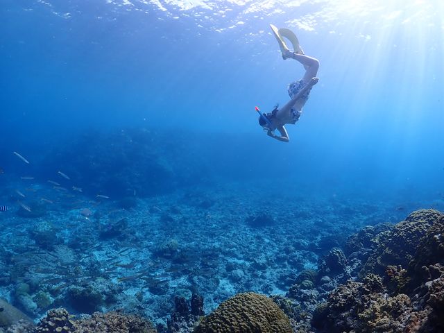 BalloonFish�{�Ó�