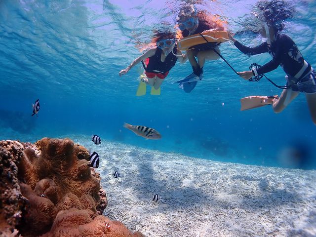 BalloonFish�{�Ó�
