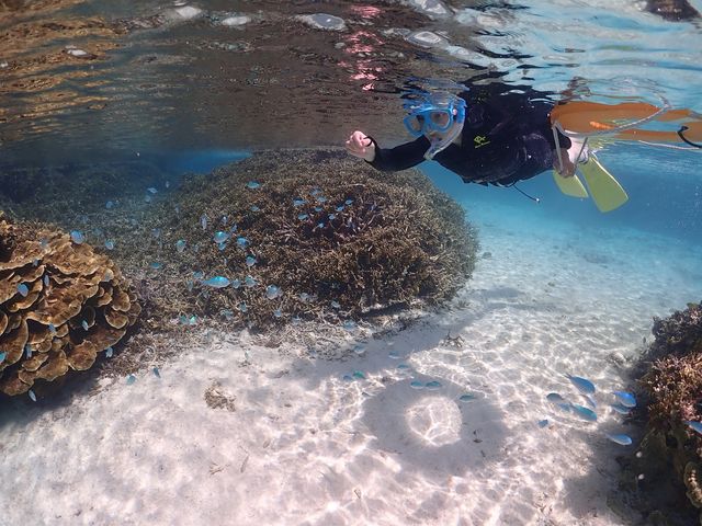 BalloonFish�{�Ó�