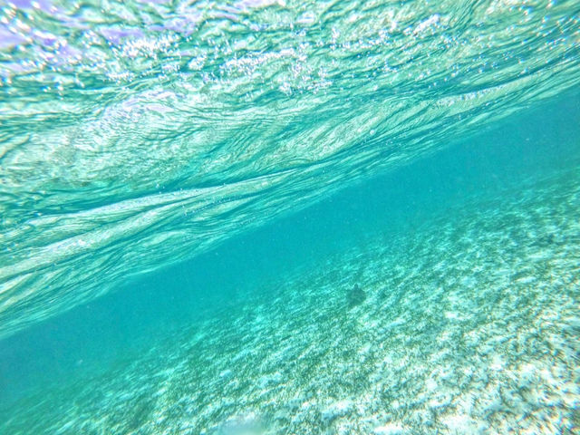 �V�[�J���b�N&SUP ���� island Wish