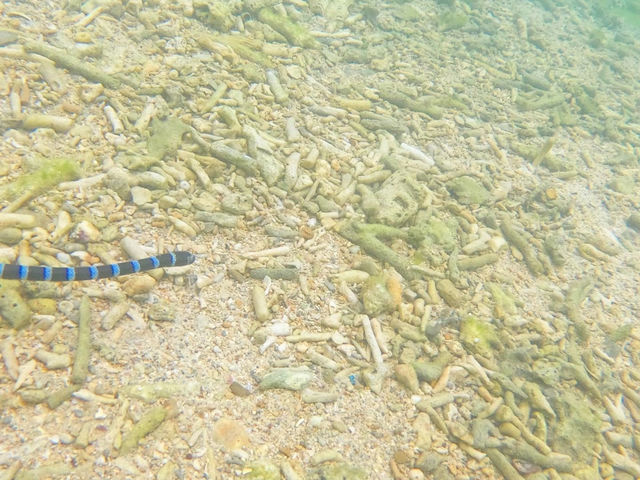 �V�[�J���b�N&SUP ���� island Wish