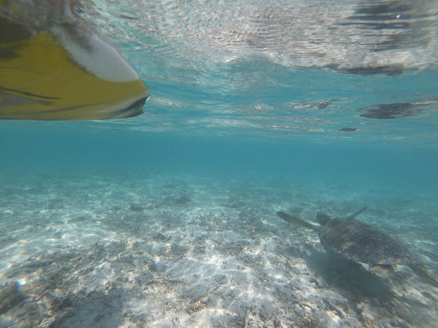 �V�[�J���b�N&SUP ���� island Wish