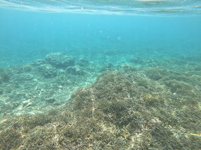 �V�[�J���b�N&SUP ���� island Wish