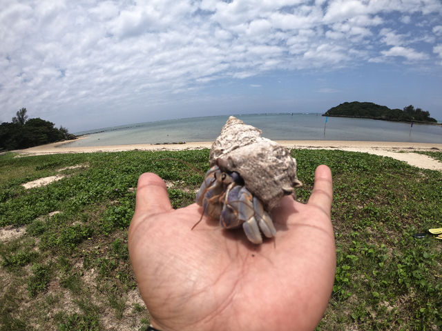 �V�[�J���b�N&SUP ���� island Wish