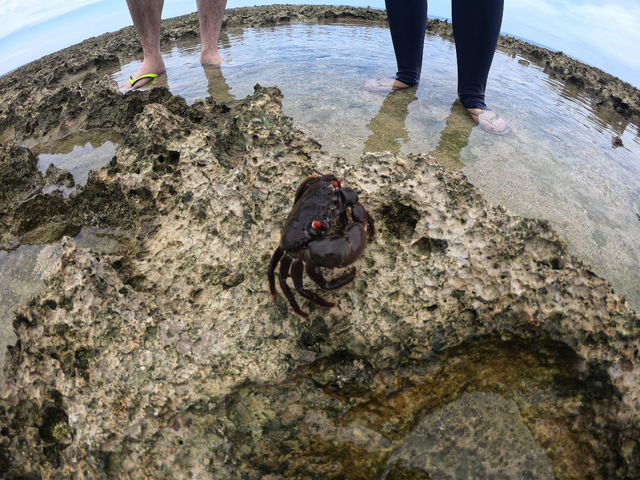 �V�[�J���b�N&SUP ���� island Wish