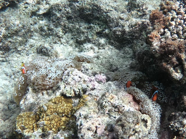 �V�[�J���b�N&SUP ���� island Wish