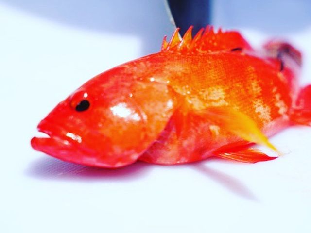 ���R�A�C�����h