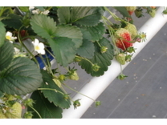 ���s�̂������E�ݑ̌�_�H�c�_��