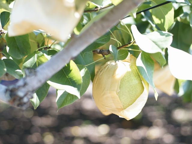 �����藜�i�Ԃǂ��Ɨ����͍s���Ă���܂���j_�c����