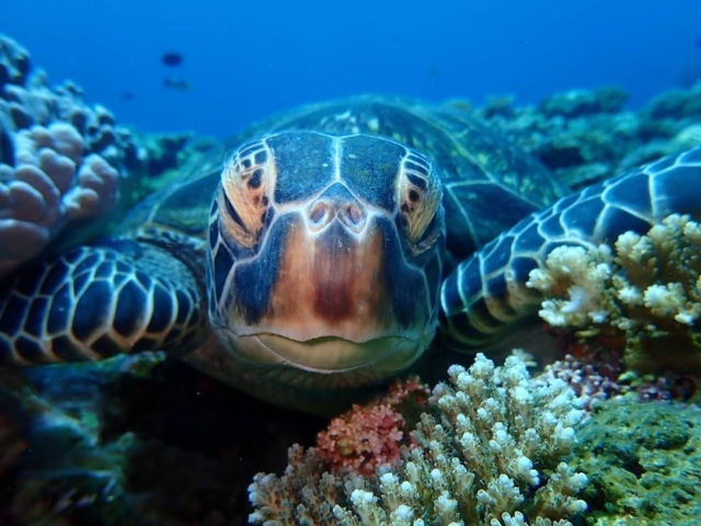 �E�~�K�����߂��ŎB�e����_�Ί_�� �C�c�A�[