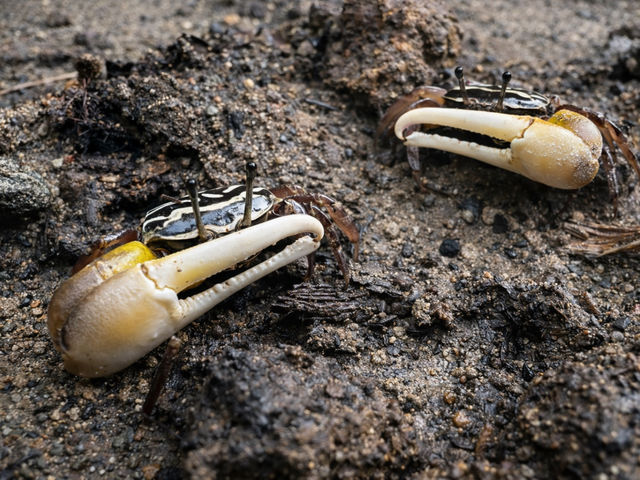 �}���O���[�u�T���ŃV�I�}�l�L�𔭌��I_�Ί_�� �C�c�A�[