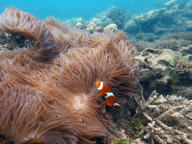 �̓��A�@�J�N���N�}�m�~�i�j���j�̎B�e����_�Ί_�� �C�c�A�[