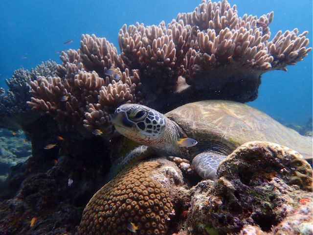 �E�~�K���B�e�����I_�Ί_�� �C�c�A�[