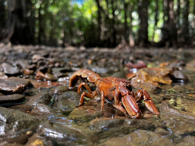 �I�L�i���A�i�W���R�����I_�Ί_�� �C�c�A�[