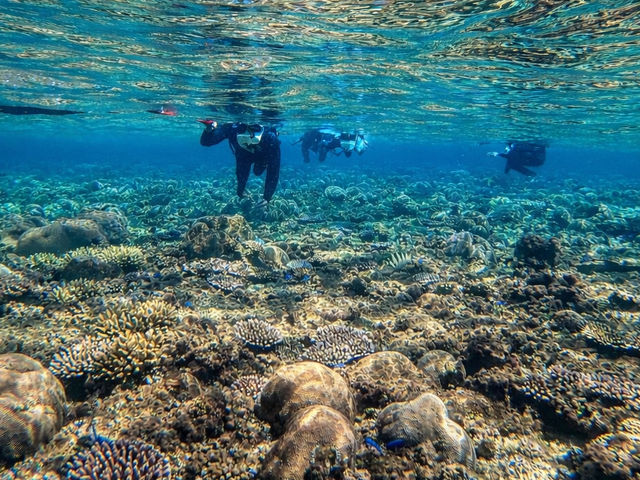 �̓��A�V���m�[�P��_�Ί_�� �C�c�A�[