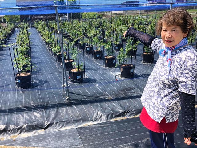 ���ό��_���̑�\�A�K���o���΂������ł��I���Ԃ����ς��y����ł��������I_AWA Blueberry�t�@�[��