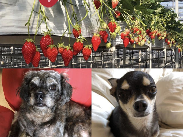 �e�̊Ŕ��`���b�s�[&�A���N�I����烉�b�L�[�ł��I_�����t�B�[���Y