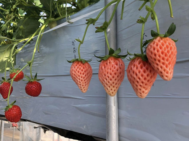 �󏭕i��u�z���C�g�x���[�v�s���N�F���H�׍��I_�����t�B�[���Y