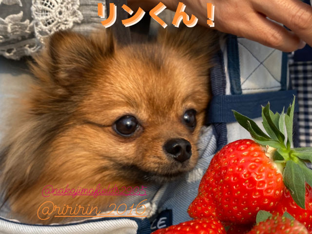 �Ŕ���������I_�����t�B�[���Y