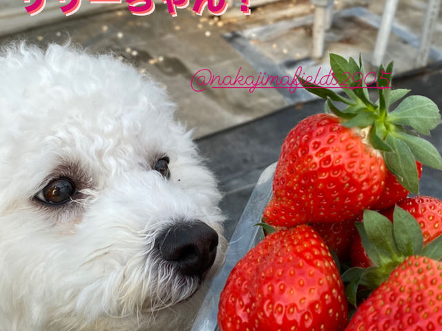 �Ŕ������[�����I_�����t�B�[���Y