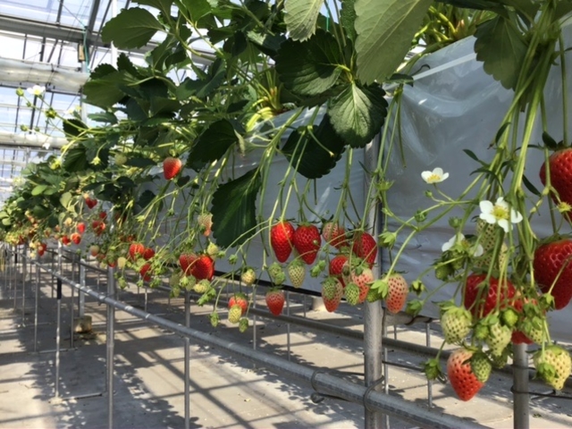 �\�񃌁[���ł��q�l�����}���v���܂��I_�����t�B�[���Y