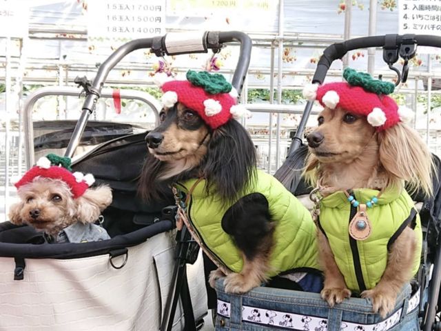 �����������X�q�����Ԃ�����������񂲗����I_�����t�B�[���Y