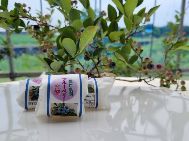 ���m�u���[�x���[�_��