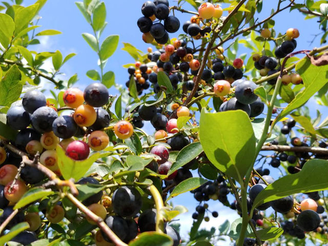 ���m�u���[�x���[�_��