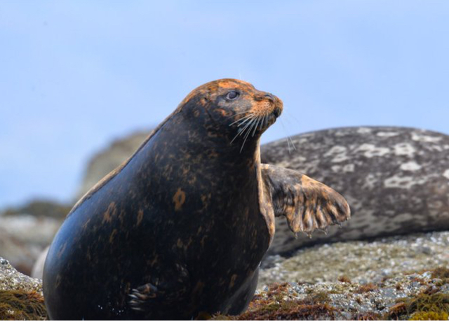 �^���ǂ���΂���ȃA�U���V�ɂ��o��邩���I_�R���u�{�[�g�N���[�Y