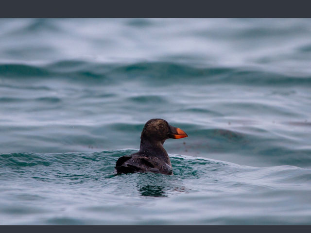 �R���u�{�[�g�N���[�Y