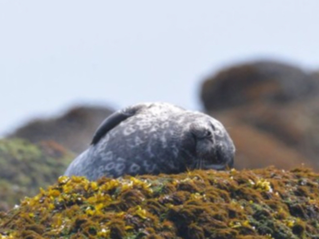 �R���u�{�[�g�N���[�Y