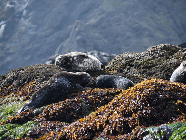 �R���u�{�[�g�N���[�Y