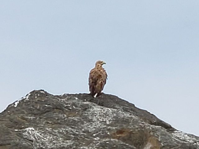 �I�W�����V_�R���u�{�[�g�N���[�Y