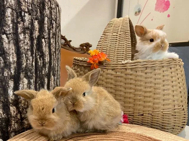 Mimi Lapin