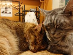 猫カフェぐるぐる堂　中崎町店の写真1