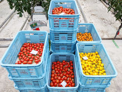 株式会社　井出トマト農園の写真1