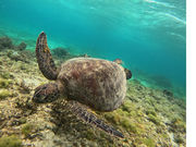 �R�Y�~�b�N�A�[�X�̎ʐ^2