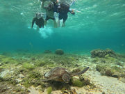 �R�Y�~�b�N�A�[�X�̎ʐ^4