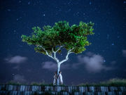 �{�Ó��t�H�g�̎ʐ^4