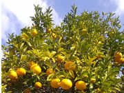 �ɓ��@���R���̎ʐ^2