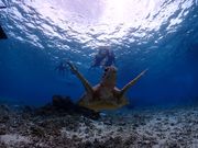 BalloonFish{Ó̎ʐ^2