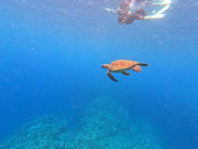 �Ί_�� �C�c�A�[�̎ʐ^3