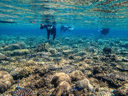 �Ί_�� �C�c�A�[�̎ʐ^4