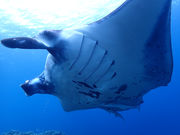 ALOALOBEACH약̎ʐ^3