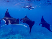 Ί_}T[rX߂̉Ԃ̎ʐ^2